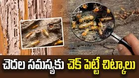 ఫర్నిచర్‌కు చెదలు పట్టిందా? ఈ ఇంటి చిట్కాలు ట్రై చేయండి