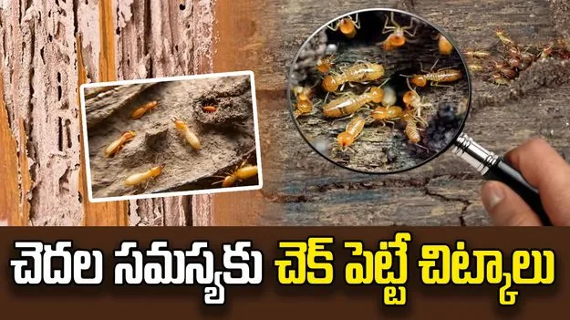 ఫర్నిచర్‌కు చెదలు పట్టిందా? ఈ ఇంటి చిట్కాలు ట్రై చేయండి