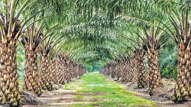 ‘లగచర్ల’లో ఆయిల్‌ పామ్‌ పరిశ్రమ