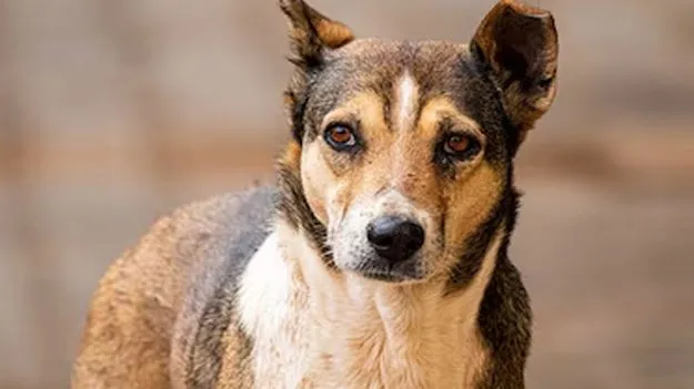 వీధి కుక్కల దాడిలో బాలుడి మృతి