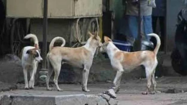 కుక్కల దాడిలో చిన్నారి మృతి... సుమోటోగా హెచ్‌ఆర్‌సీ కేసు 