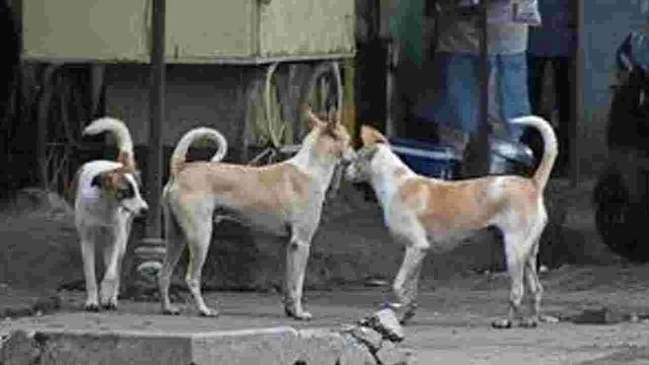 కుక్కల దాడిలో చిన్నారి మృతి... సుమోటోగా హెచ్‌ఆర్‌సీ కేసు