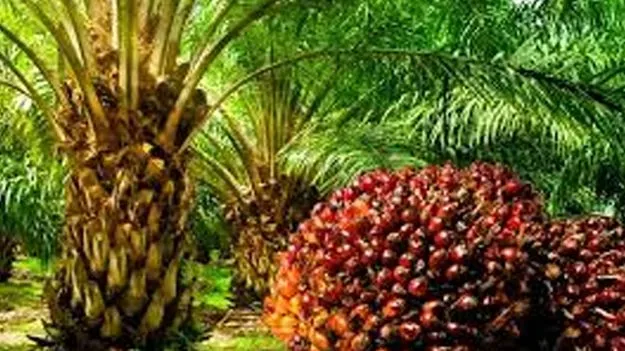 ఆయిల్‌పామ్‌ టన్ను గెలల ధర రూ.23,852 