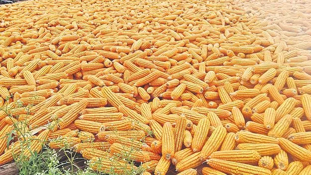 మక్కలకు ‘అక్రమ టెండర్‌’!