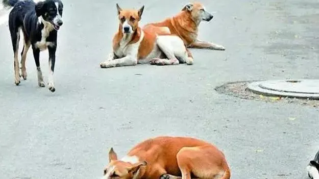 వీధి కుక్కల బీభత్సం