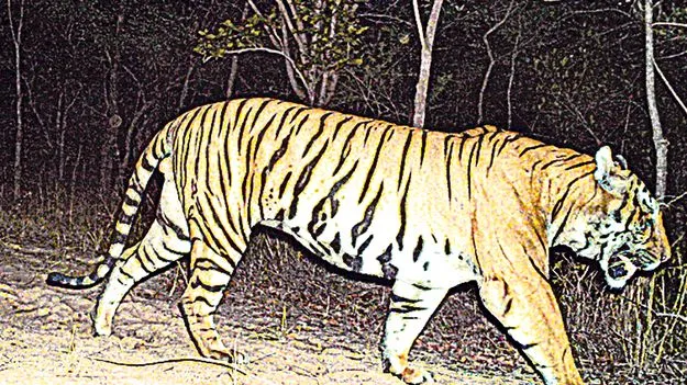 పెద్దపులుల అడ్డాగా అమ్రాబాద్‌ అభయారణ్యం 