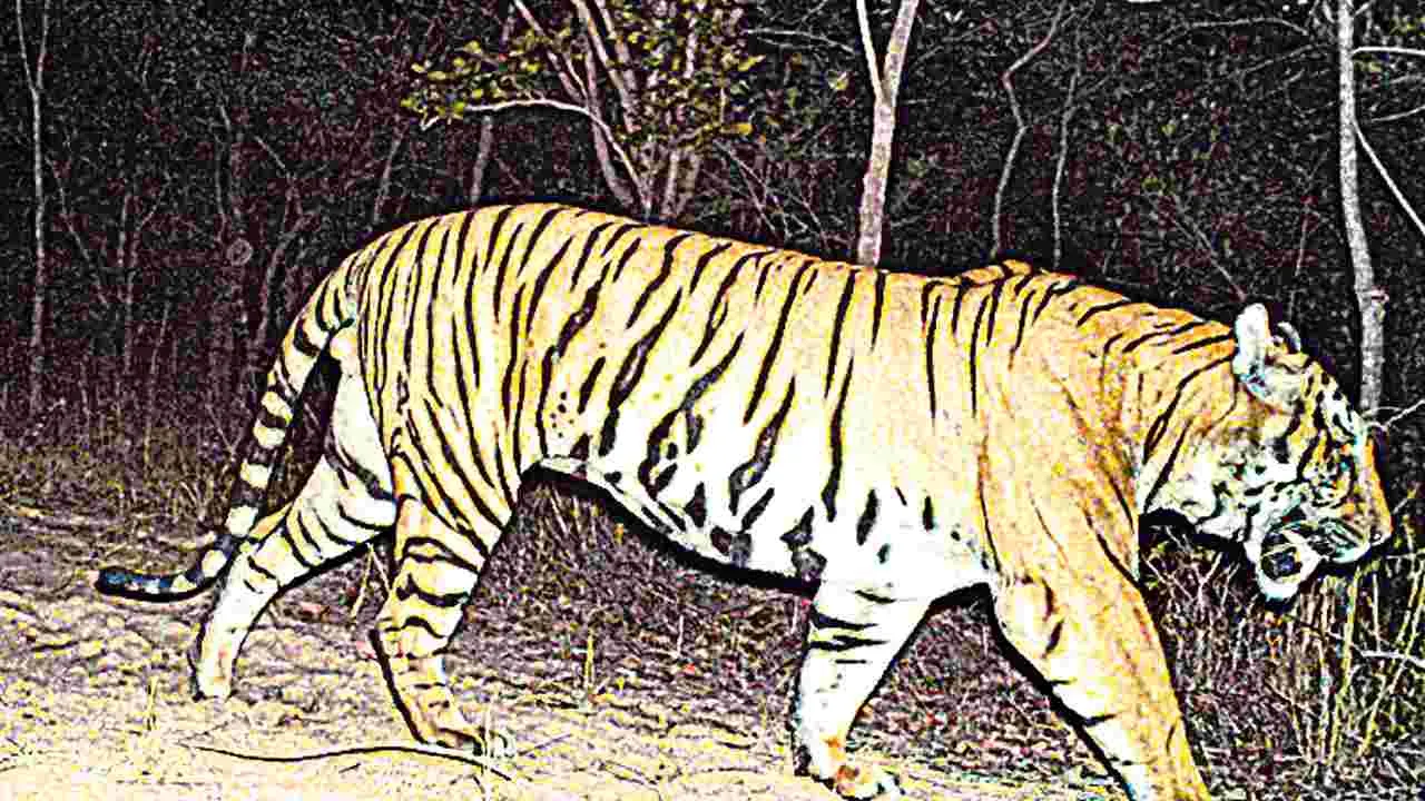 పెద్దపులుల అడ్డాగా అమ్రాబాద్‌ అభయారణ్యం