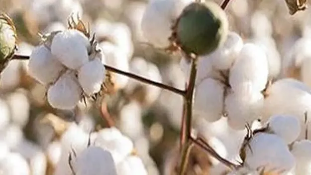 రాష్ట్రంలోకి నకిలీ విత్తనాలు