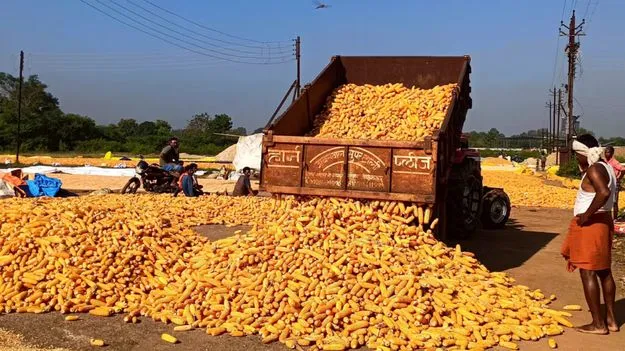 మక్కల విక్రయానికి మూడో సారి టెండర్లు