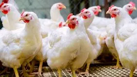 చికెన్‌ దుకాణాల బంద్‌ హెచ్చరిక అన్యాయం