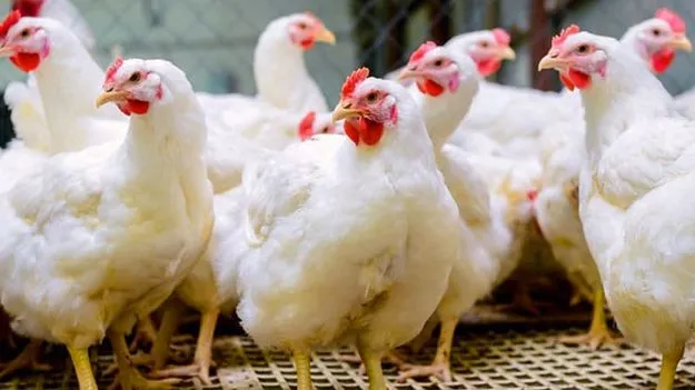 చికెన్‌ దుకాణాల బంద్‌ హెచ్చరిక అన్యాయం