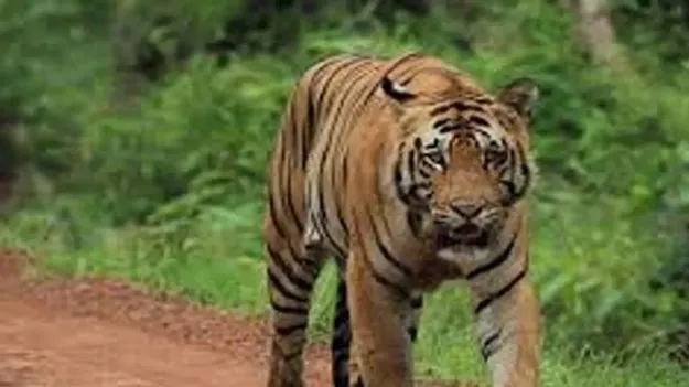 తునికాకు కోసం వెళ్లిన మహిళలపై పులి దాడి