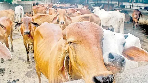 అనాథ పశువులకు ఆశ్రయం