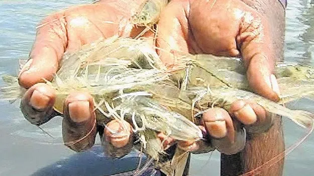 ఆక్వా దాణా ధరలపై అధ్యయనం