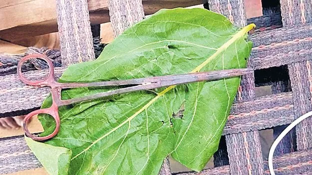 వనజ చితాభస్మంలో సర్జికల్‌ కత్తెర
