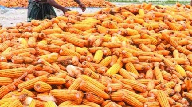 ఈ మక్కలు మాకొద్దు!
