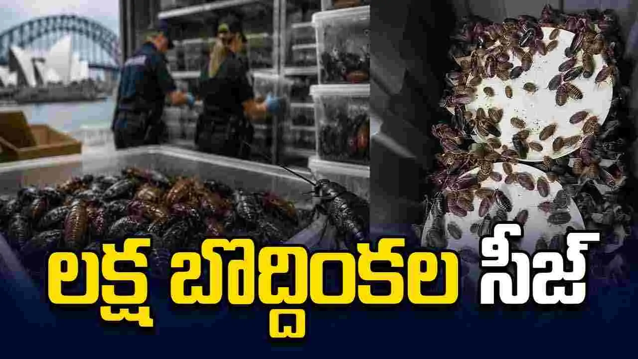 ఆస్ట్రేలియా చరిత్రలో మొదటిసారి.. లక్ష బొద్దింకల సీజ్.. 