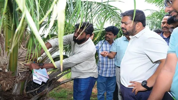 ఆయిల్‌పామ్‌ సాగు  లాభదాయకం