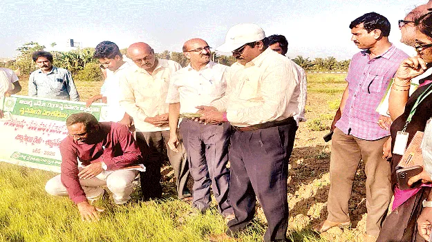 వరిసాగు.. నిరాశాజనకం 