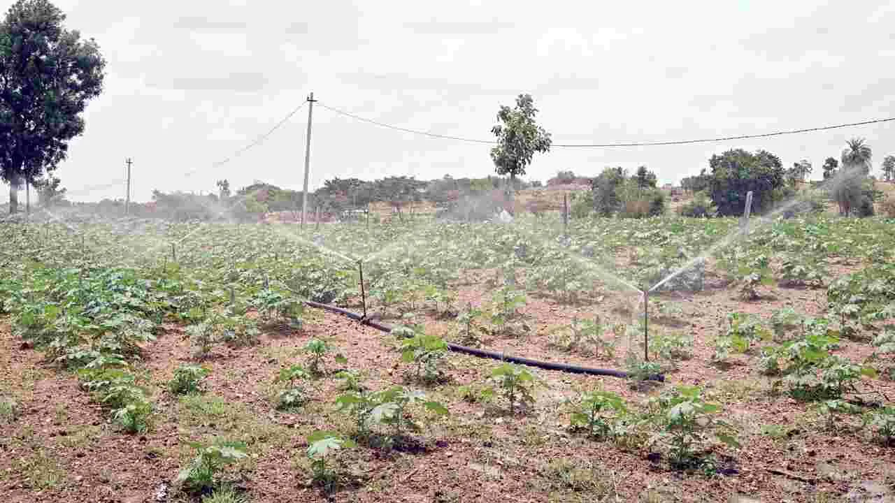 ఆరుతడారుతోంది