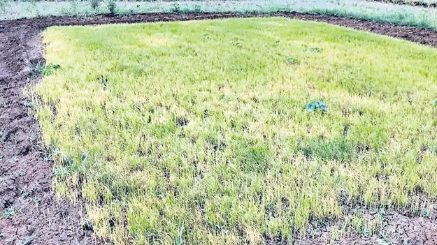 ఖరీఫ్‌పై నీలినీడలు