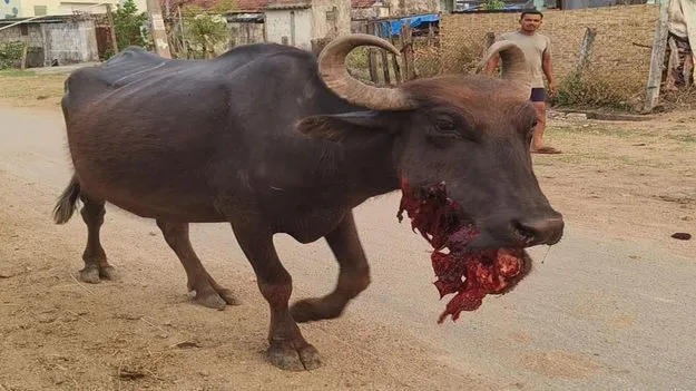 అయ్యో పాపం మూగజీవాలు...!