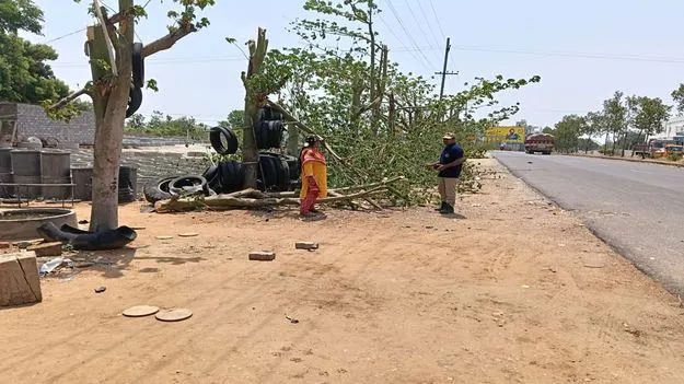 చెట్ల నరికివేతపై విచారణ
