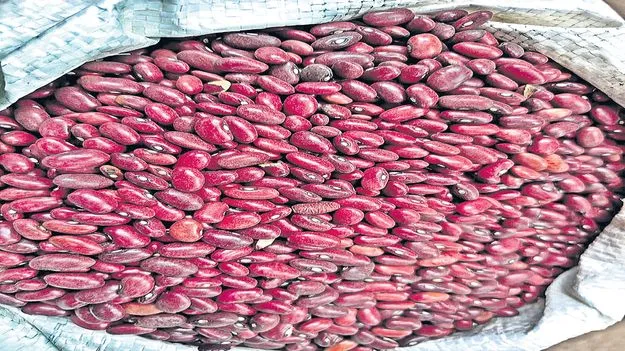రాజ్‌మా విత్తనాలకు నాణ్యతా పరీక్షలు