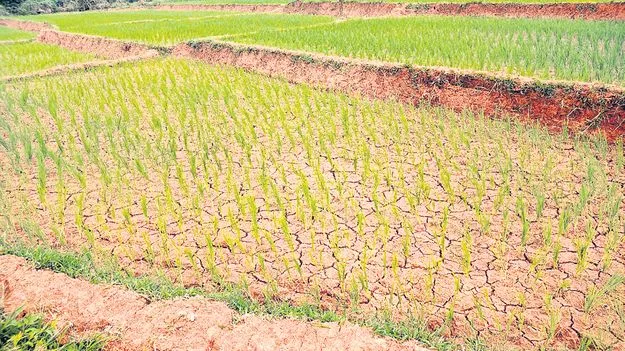 వరిపై ఎల్‌నినో ప్రభావం
