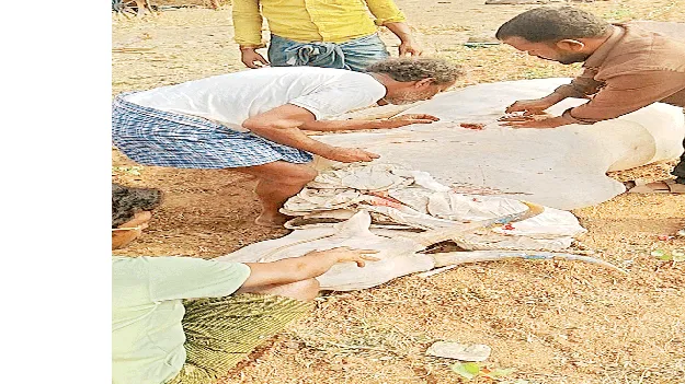   ఎద్దుపై వేట కొడవళ్లతో దాడి