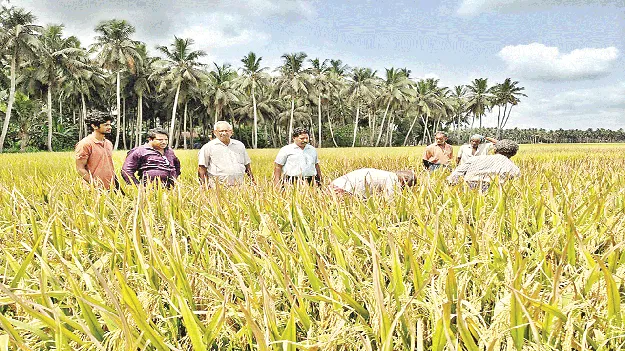 ఆశాజనకంగా ఎంటీయూ 1426 రకం