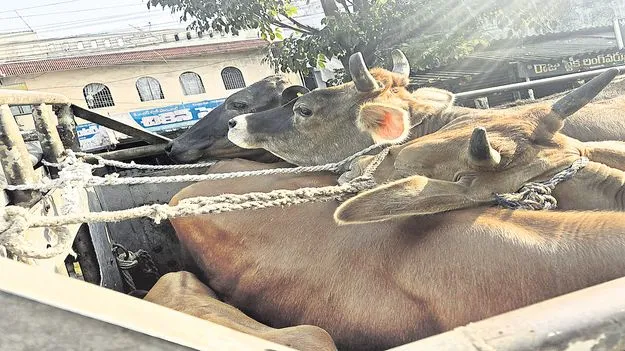 యథేచ్ఛగా గోవుల అక్రమ రవాణా