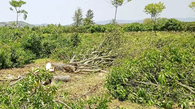 మామిడి రైతుకు ఆ‘ధర’ణ ఏది?