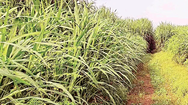 పాడి రైతుకు ప్రభుత్వ అండ