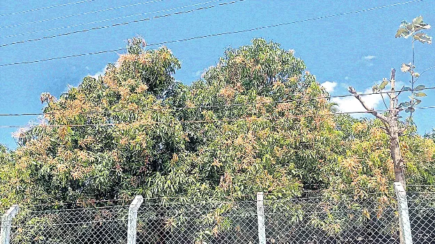 ప్చ్‌.. మామిడి!