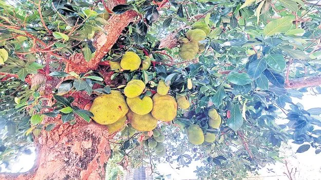 పనస రైతుకు కాసులు