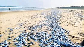 	మత్స్య సంపదకు అపార నష్టం