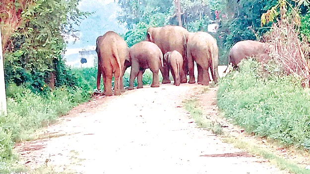 నాగూరులో గజరాజులు