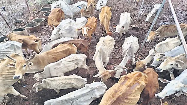 గోవుల మృత్యువాత