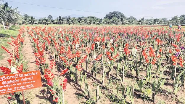 అరుదైన పూల సాగుపై పరిశోధనలకు ప్రోత్సాహం