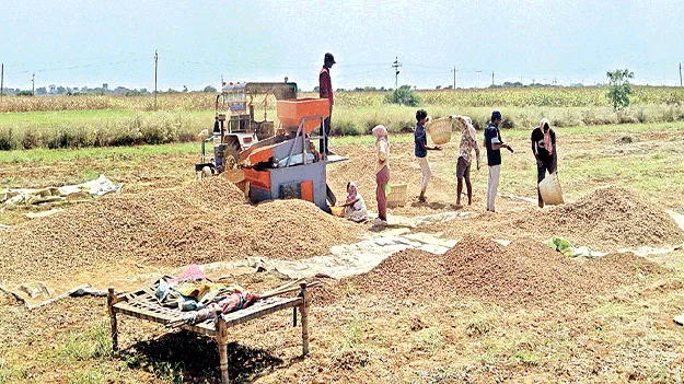 సిరులు కురిపించిన వేరుశనగ