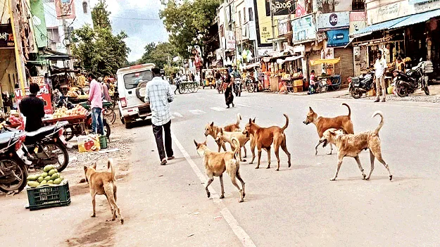 భౌ..బోయ్‌ కుక్కలు