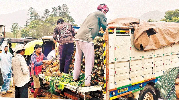 పైనాపిల్‌ ధర పతనం