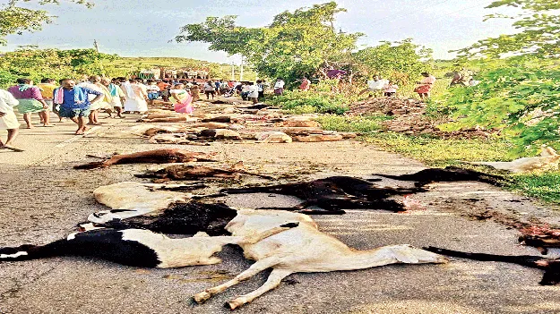 లారీ ఢీకొని 65 గొర్రెల మృతి