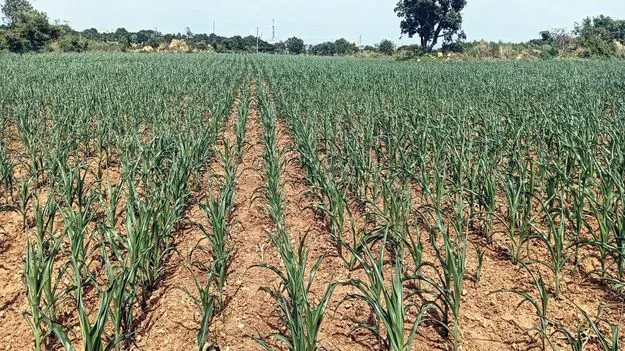 జాడలేని వర్షం