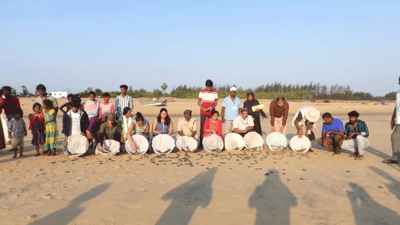 సంద్రంలోకి తాబేలు పిల్లల విడుదల