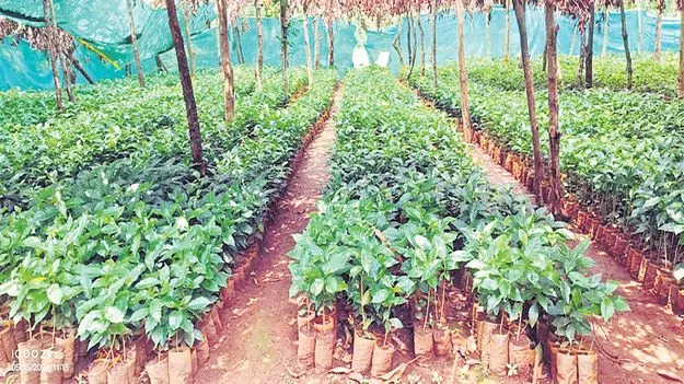 ఏపీఎఫ్‌డీసీ కాఫీ తోటలు పునరుద్ధరణ