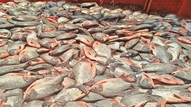 రూప్‌చంద్‌.. సిరుల పంట! 