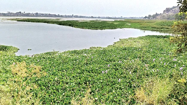 చెరువులో పేరుకుపోయిన గుర్రపు డెక్క