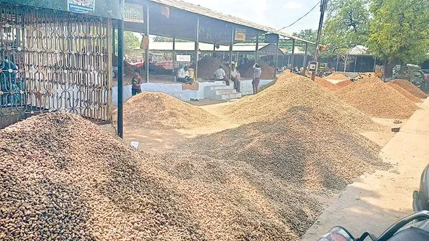 తగ్గిన వేరుశనగ ధర